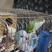دو عدد راهب سخنگو