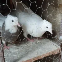 کبوتر|پرنده|مسجد سلیمان, |دیوار