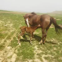 حیوانات