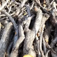 خرید درخت