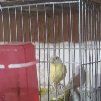 ۴ععدجوجه قناری نردونسته