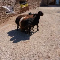 بره ماده|حیوانات مزرعه|بیرانوند, |دیوار