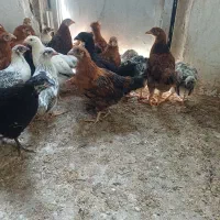 نبمچه های خوشکل و ناز سه ماه و چهار ماه