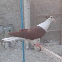 خوشرنگ کاکولی