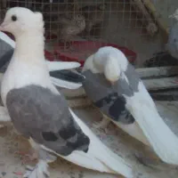 کبوتر دوکت سبز و سوسنی پشتی یکت