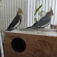 عروس هلندی