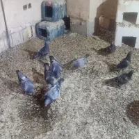 پرنده