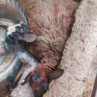 گوسفند