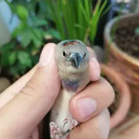 2 جوجه فنچ گلدین سبز سینه بنفش معاوضه با آبی
