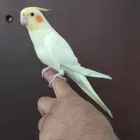 عروس هلندی نر رام و دستی با قفس