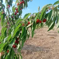 فروش باغ در میانبر