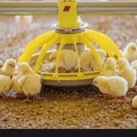 گوشتی.محلی.رنگی.جوجه هرتعداد که بخاید