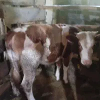 یک گوساله سیمیمنتال قرمز بفروش میرسد