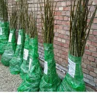 نهال های کبوده میوه صنوبر