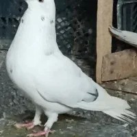 کبوتر تهرانی