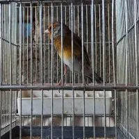 سهره قناری لر بخوون