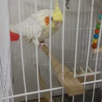 عروس هلندی