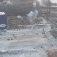 کفتر