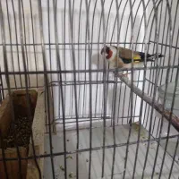 سهره جوجه قفس
