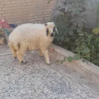 بره فروشی