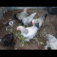 نیمچه مرغ و خروس برهما امپراطور اصیل