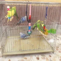 مرغ عشق حراج تخفیف میدم