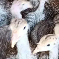 جوجه بوقلمون برنز