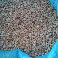لوبیا چیتی