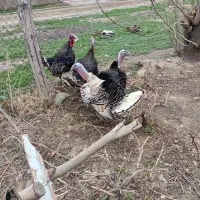 ۳عدد بوقلمون نر ۱۵ملیون