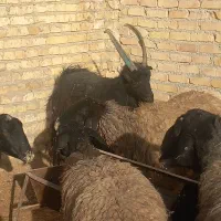 قوچ نربز|حیوانات مزرعه|جوادآباد, |دیوار