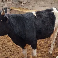 دو تا گاو نر   خوب هنوز  جا دارن