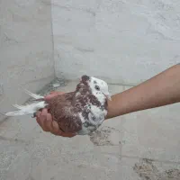 کبوترطوقی ناب