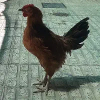 فروش خروس ۴ماهه