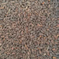 لوبیا سبز درجه یک             حبوبات ابدالی