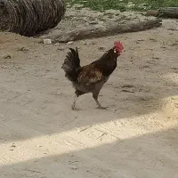 خروس چاق در جم