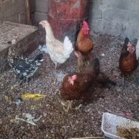 مرغ و خروس
