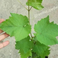 حراج نهال انگور ترکمن کشمشی شصت عروس یاقوتی