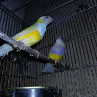 فنجان گلدین