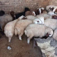 گوسفند زنده