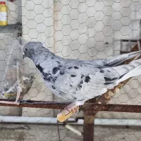 جوجه رنگه دم سفید افغانی وکاکلی