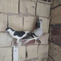 کبوتر ساده امری  قره مینا اوقون المانی