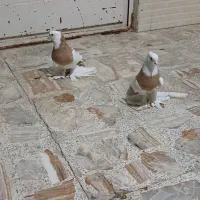 کبوتر طوقی