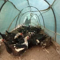 مزرعه پرورش اردک موسکویی