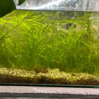 گیاه اکواریومی