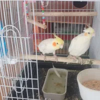یک جفت عروس هلندی نر و ماده
