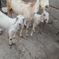 بز دوکهری