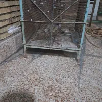 قفس آهنی مناسب پرنده