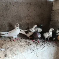 کفتر|پرنده|قشم, |دیوار