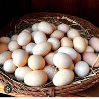 تخم مرغ محلی