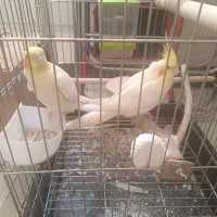 عروس هلندی نروماده